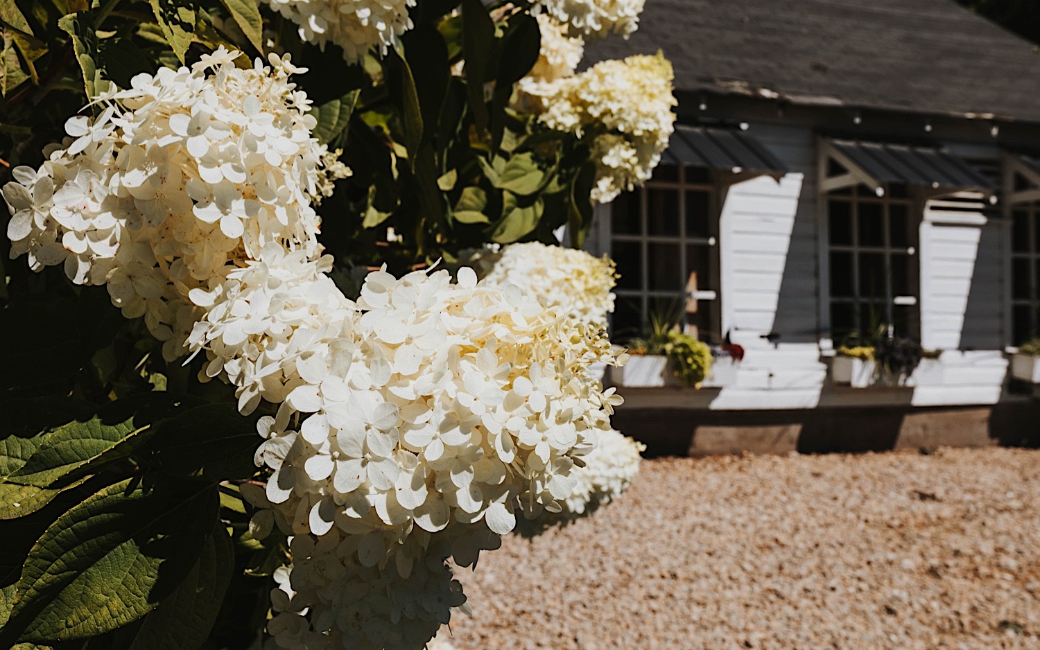 White flowers on a shrub outside of a white building